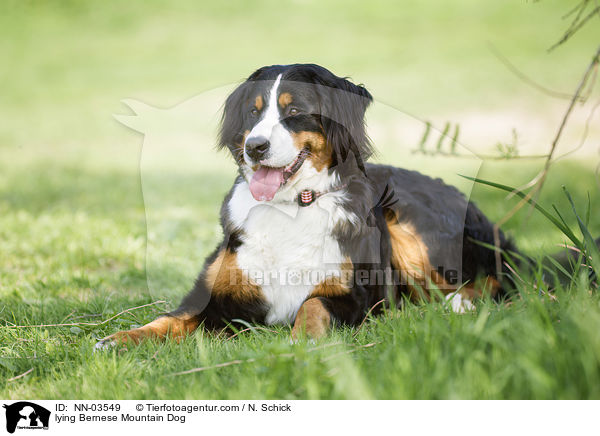 liegender Berner Sennenhund / lying Bernese Mountain Dog / NN-03549