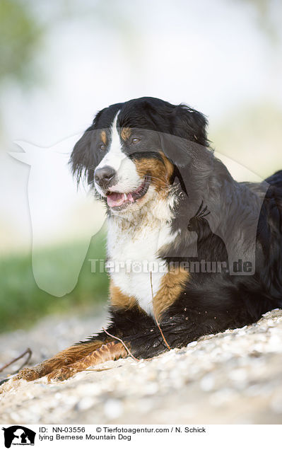 liegender Berner Sennenhund / lying Bernese Mountain Dog / NN-03556