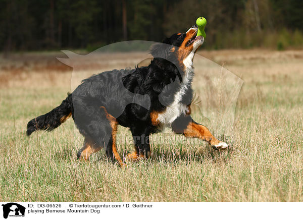 spielender Berner Sennenhund / playing Bernese Mountain Dog / DG-06526