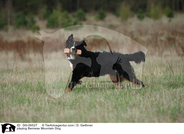 spielender Berner Sennenhund / playing Bernese Mountain Dog / DG-06527