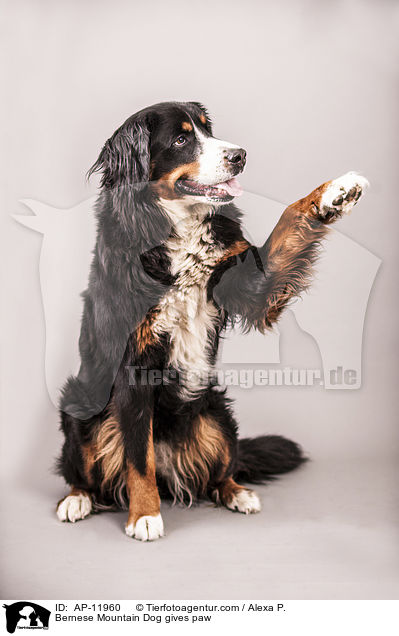 Berner Sennenhund gibt Pftchen / Bernese Mountain Dog gives paw / AP-11960
