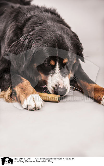 schnuppernder Berner Sennenhund / snuffling Bernese Mountain Dog / AP-11961