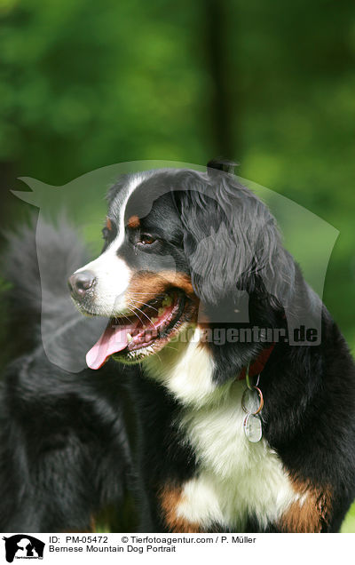 Berner Sennenhund Portrait / Bernese Mountain Dog Portrait / PM-05472