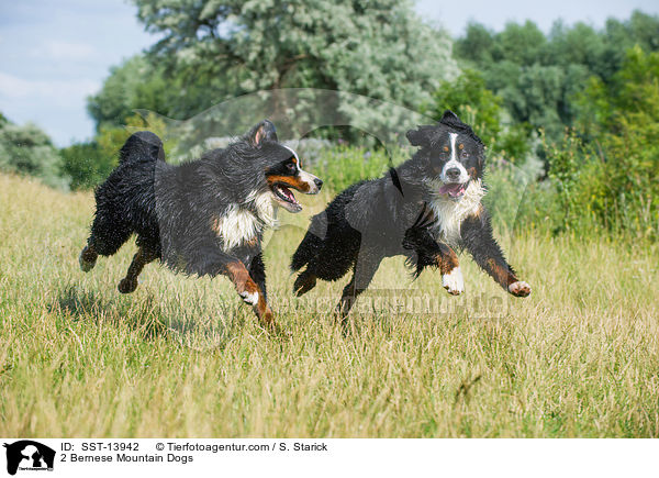 2 Bernese Mountain Dogs / SST-13942