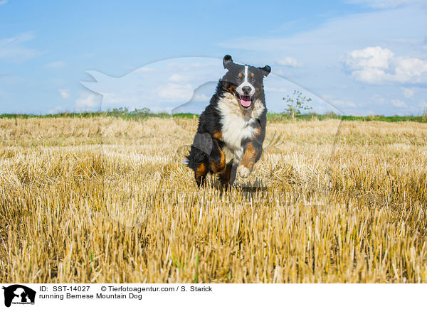 rennender Berner Sennenhund / running Bernese Mountain Dog / SST-14027