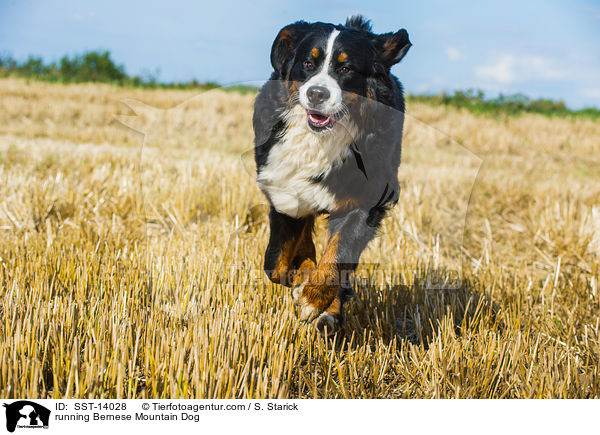 rennender Berner Sennenhund / running Bernese Mountain Dog / SST-14028