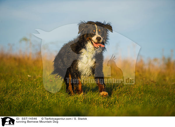 running Bernese Mountain Dog / SST-14546