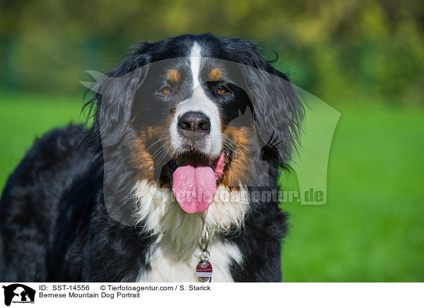 Berner Sennenhund Portrait / Bernese Mountain Dog Portrait / SST-14556