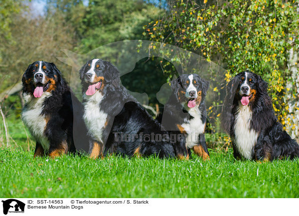 Berner Sennenhunde / Bernese Mountain Dogs / SST-14563