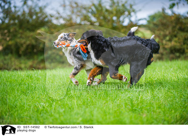 spielende Hunde / playing dogs / SST-14582