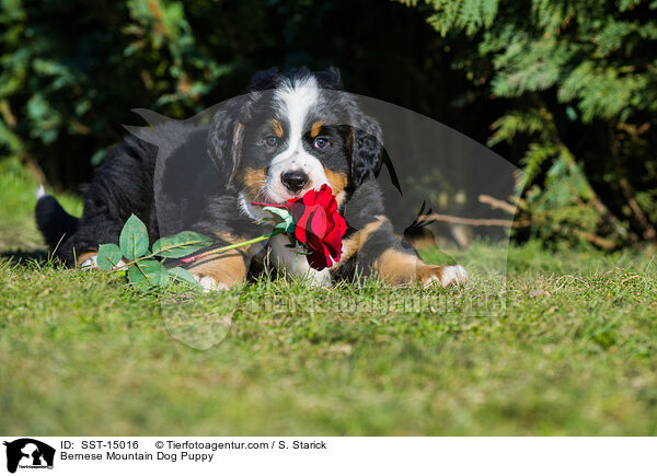 Berner Sennenhund Welpe / Bernese Mountain Dog Puppy / SST-15016