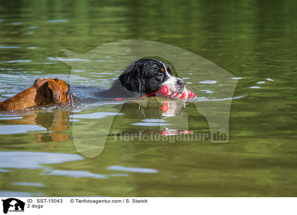 2 Hunde / 2 dogs / SST-15043