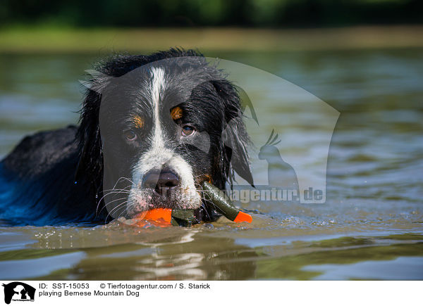 spielender Berner Sennenhund / playing Bernese Mountain Dog / SST-15053