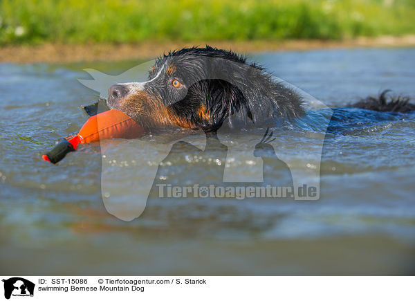 schwimmender Berner Sennenhund / swimming Bernese Mountain Dog / SST-15086