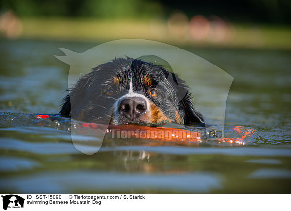 schwimmender Berner Sennenhund / swimming Bernese Mountain Dog / SST-15090