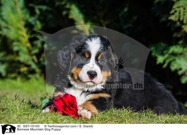 Berner Sennenhund Welpe / Bernese Mountain Dog Puppy / SST-15140