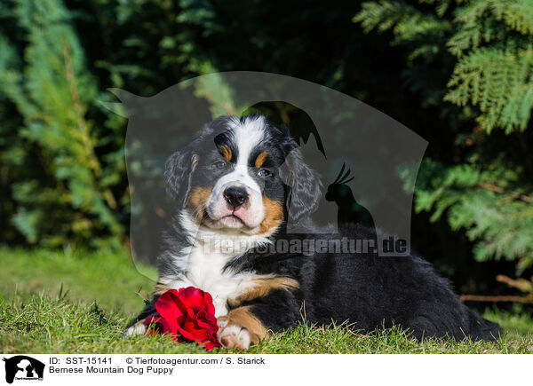 Berner Sennenhund Welpe / Bernese Mountain Dog Puppy / SST-15141