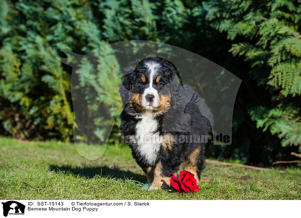 Berner Sennenhund Welpe / Bernese Mountain Dog Puppy / SST-15143