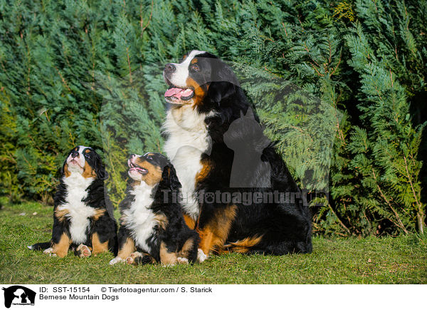 Berner Sennenhunde / Bernese Mountain Dogs / SST-15154