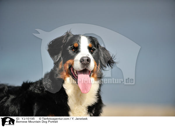 Bernese Mountain Dog Portrait / YJ-10195