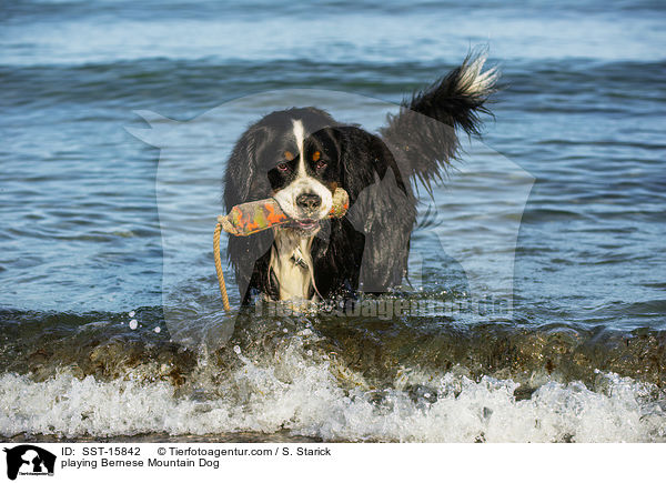 spielender Berner Sennenhund / playing Bernese Mountain Dog / SST-15842