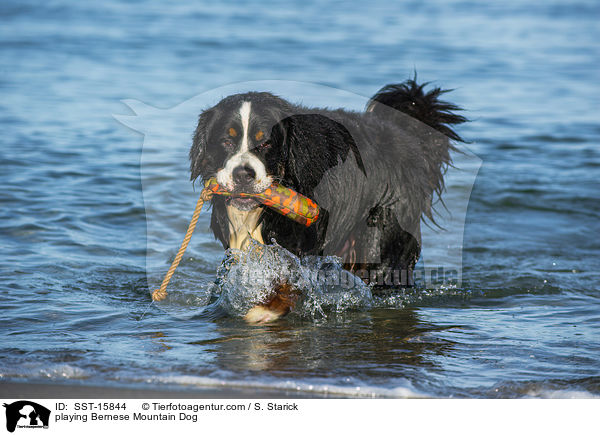spielender Berner Sennenhund / playing Bernese Mountain Dog / SST-15844