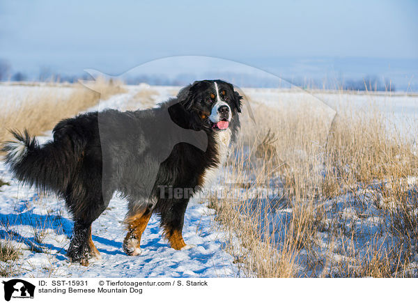 stehender Berner Sennenhund / standing Bernese Mountain Dog / SST-15931