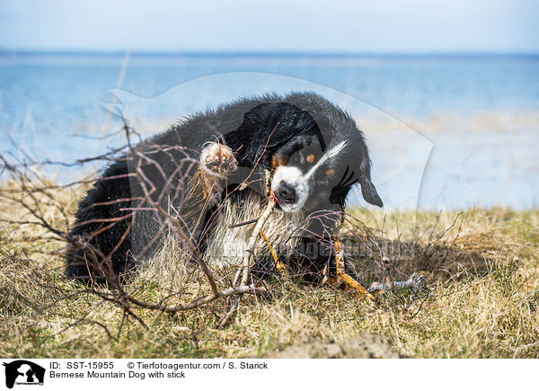 Berner Sennenhund mit Stock / Bernese Mountain Dog with stick / SST-15955