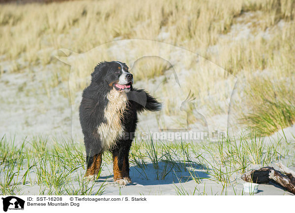 Berner Sennenhund / Bernese Mountain Dog / SST-16208