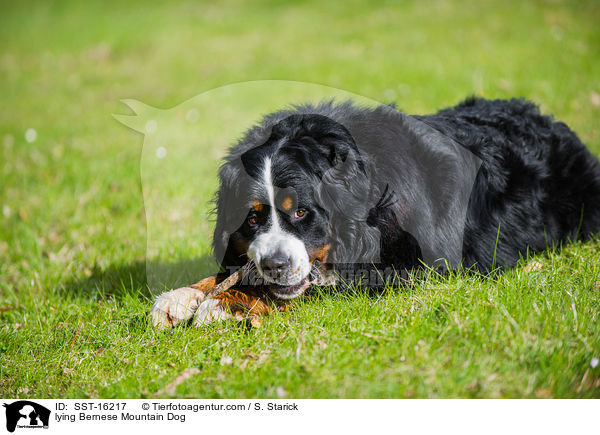 liegender Berner Sennenhund / lying Bernese Mountain Dog / SST-16217