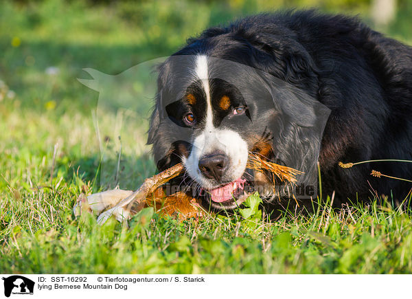 liegender Berner Sennenhund / lying Bernese Mountain Dog / SST-16292