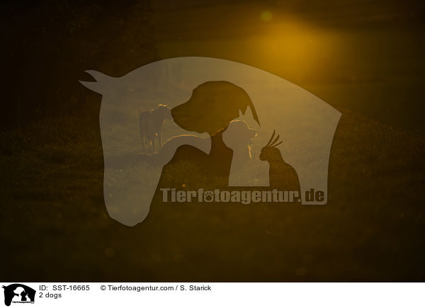 2 Hunde / 2 dogs / SST-16665