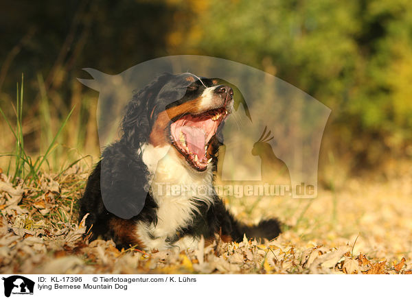 liegender Berner Sennenhund / lying Bernese Mountain Dog / KL-17396