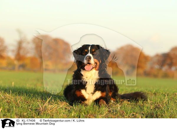 liegender Berner Sennenhund / lying Bernese Mountain Dog / KL-17406