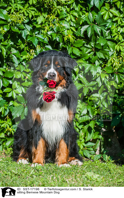 sitzender Berner Sennenhund / sitting Bernese Mountain Dog / SST-17196