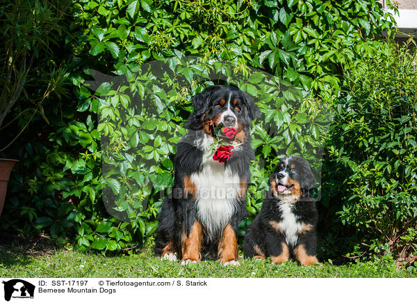 Berner Sennenhunde / Bernese Mountain Dogs / SST-17197