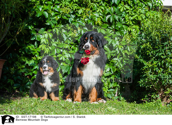 Berner Sennenhunde / Bernese Mountain Dogs / SST-17198