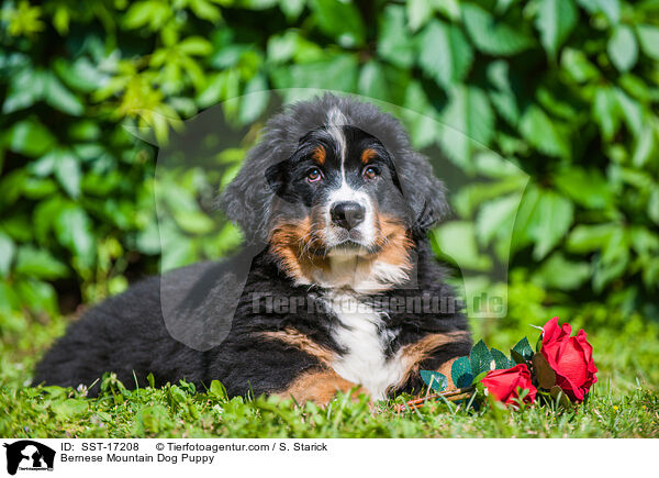 Bernese Mountain Dog Puppy / SST-17208