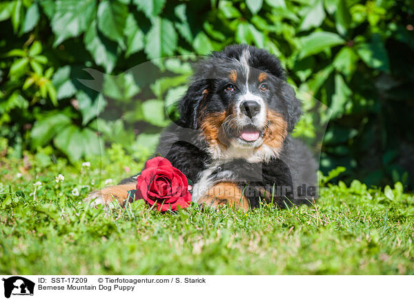 Berner Sennenhund Welpe / Bernese Mountain Dog Puppy / SST-17209