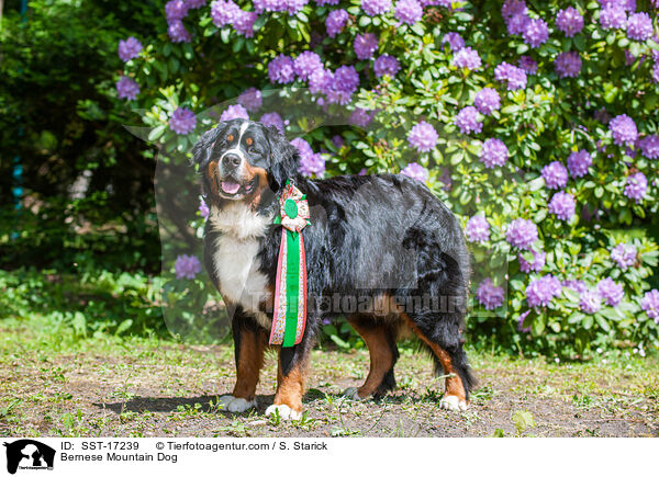 Berner Sennenhund / Bernese Mountain Dog / SST-17239