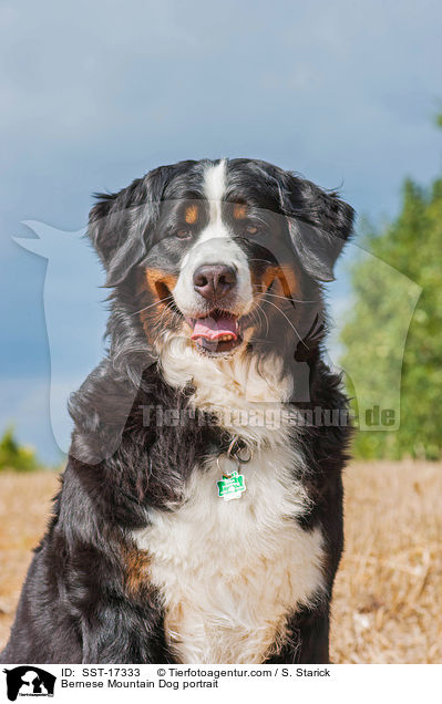 Berner Sennenhund Portrait / Bernese Mountain Dog portrait / SST-17333