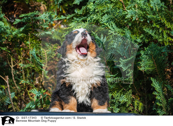 Berner Sennenhund Welpe / Bernese Mountain Dog Puppy / SST-17343
