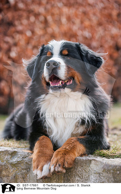 liegender Berner Sennenhund / lying Bernese Mountain Dog / SST-17661