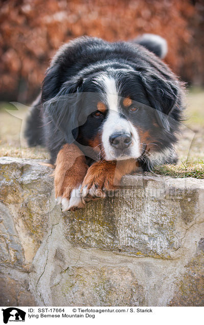liegender Berner Sennenhund / lying Bernese Mountain Dog / SST-17664