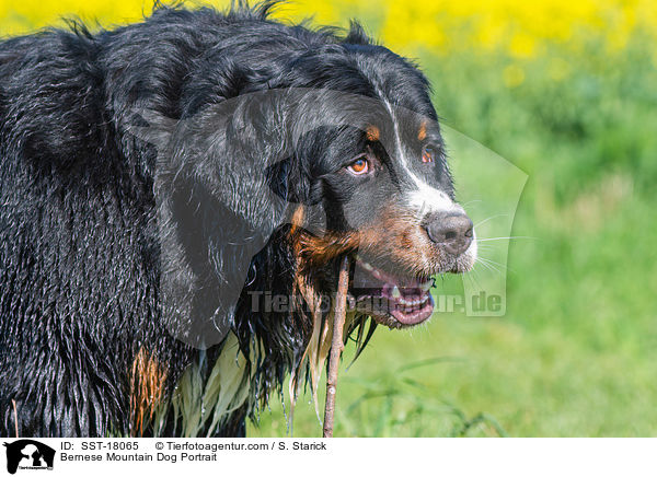 Berner Sennenhund Portrait / Bernese Mountain Dog Portrait / SST-18065