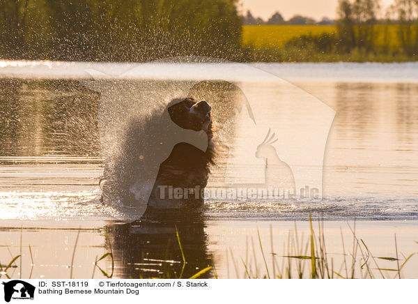 badender Berner Sennenhund / bathing Bernese Mountain Dog / SST-18119