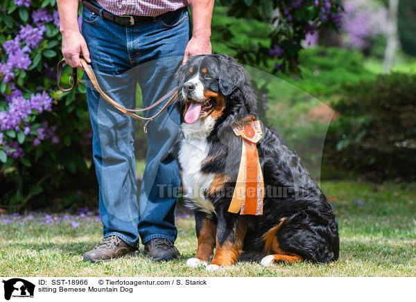 sitzender Berner Sennenhund / sitting Bernese Mountain Dog / SST-18966