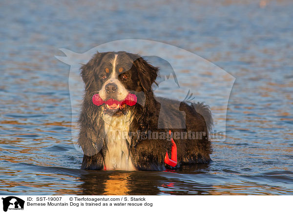 Bernese Mountain Dog is trained as a water rescue dog / SST-19007