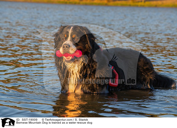 Bernese Mountain Dog is trained as a water rescue dog / SST-19009