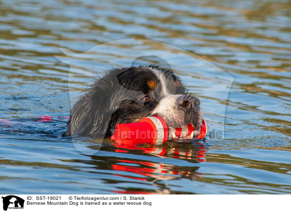Bernese Mountain Dog is trained as a water rescue dog / SST-19021